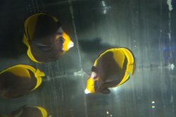 画像1: ブラックバタフライ±14.5〜16cm