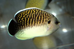 画像2: タイガーエンゼル±7.5cm