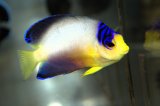 マルチカラーエンゼル±7cm