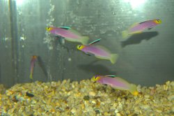 画像1: パープルファイヤーゴビー±4.5〜5.5cm