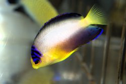 画像3: マルチカラーエンゼル±6.5cm