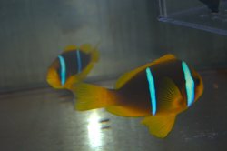 画像4: ブルーストライプクラウンPair±11.5cm９cm