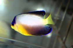 画像4: マルチカラーエンゼル±6.5cm