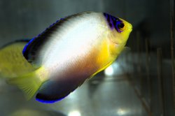 画像2: マルチカラーエンゼル±7.5cm