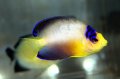 マルチカラーエンゼル±6.5cm