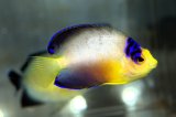 マルチカラーエンゼル±6.5cm