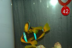 画像3: ブルーストライプクラウンPair±11cm8.5cm