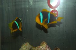 画像4: ブルーストライプクラウンPair±11cm8.5cm