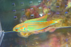 画像4: マダガスカルフラッシャーラス♂±8cm