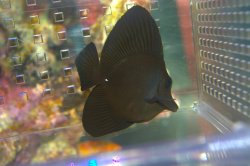 画像2: ロングノーズブラックタン±7cm