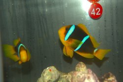 画像2: ブルーストライプクラウンPair±11cm8.5cm