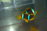 ブルーストライプクラウンPair±11.5cm９cm
