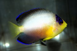 画像1: マルチカラーエンゼル±7.5cm