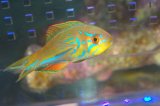 マダガスカルフラッシャーラス♂±8cm