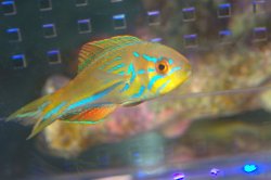 画像1: マダガスカルフラッシャーラス♂±8cm