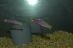 画像3: パープルファイヤーゴビー±4.5〜5.5cm