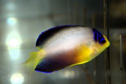 画像2: マルチカラーエンゼル±6.5cm