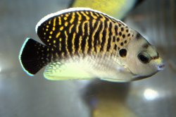 画像1: タイガーエンゼル±7.5cm