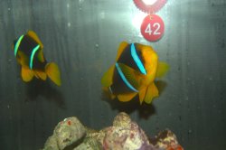 画像1: ブルーストライプクラウンPair±11cm8.5cm