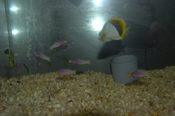 画像4: パープルファイヤーゴビー±4.5〜5.5cm