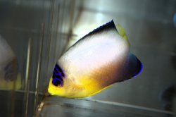 画像4: マルチカラーエンゼル±7.5cm