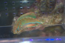画像3: マダガスカルフラッシャーラス♂±8cm
