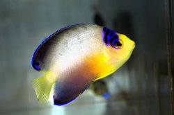 画像2: マルチカラーエンゼル±6.5cm