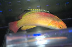 画像2: ナハッキーフェアリーラス♂±8.5cm