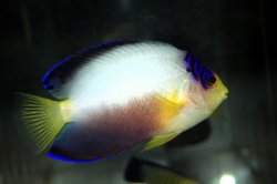 画像1: マルチカラーエンゼル±8cm