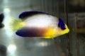 マルチカラーエンゼル±6.5cm