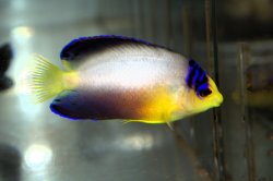 画像1: マルチカラーエンゼル±6.5cm