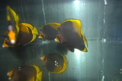 画像4: ブラックバタフライ±14.5〜16cm
