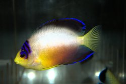 画像4: マルチカラーエンゼル±8cm