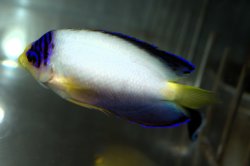 画像4: マルチカラーエンゼル±8cm