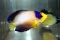 マルチカラーエンゼル±8cm