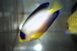 画像3: マルチカラーエンゼル±7.5cm