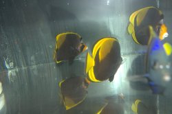 画像2: ブラックバタフライ±14.5〜16cm