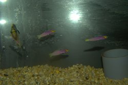 画像2: パープルファイヤーゴビー±4.5〜5.5cm