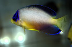 画像4: マルチカラーエンゼル±7cm