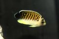 タイガーエンゼル幼魚±5cm（２か月ストック中）