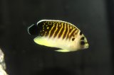 タイガーエンゼル幼魚±5cm（２か月ストック中）