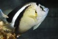 超特価！グリフィスエンゼル±14cm