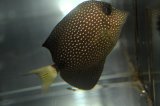 ジェムタン±8cm