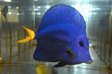 オマーン産パープルタン±12.5cm