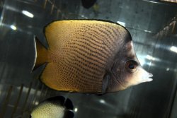 画像4: オマーン産ブラックスポットバタフライ±11cm