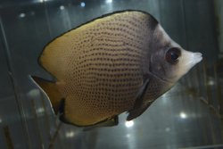 画像1: オマーン産ブラックスポットバタフライ±11cm
