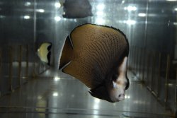 画像1: オマーン産ブラックスポットバタフライ±11cm