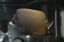 画像3: オマーン産ブラックスポットバタフライ±11cm