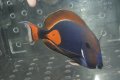タヒチ産アキレスタン±20cm
