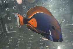 画像1: タヒチ産アキレスタン±20cm